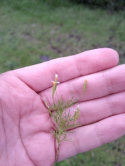 Tagetes filifolia