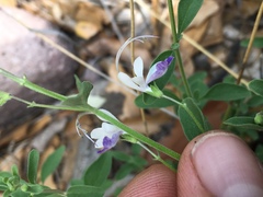 Trichostema arizonicum