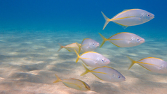 Pseudocaranx dentex