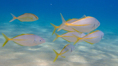 Pseudocaranx dentex