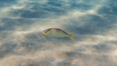 Seriola dumerili