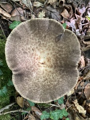 Polyporus tuberaster