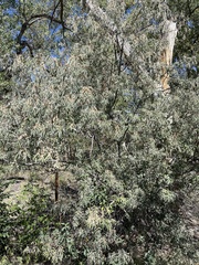 Elaeagnus