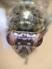 Ephydridae