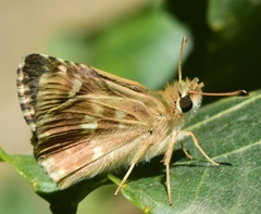 Muschampia proto