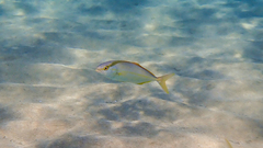 Seriola dumerili