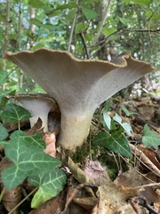 Polyporus tuberaster