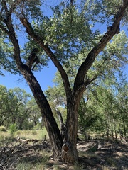 Populus fremontii