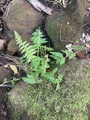 Athyrium asplenioides
