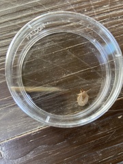 Holcostethus limbolarius