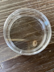 Holcostethus limbolarius