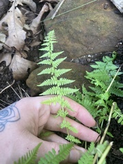 Athyrium asplenioides