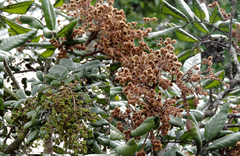 Cupania