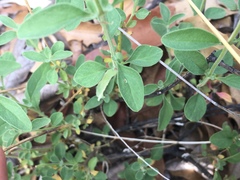 Trichostema arizonicum