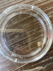 Holcostethus limbolarius