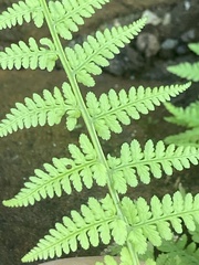 Athyrium asplenioides