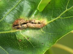 Macrodiplosis niveipila