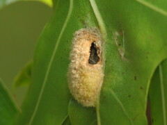 Macrodiplosis niveipila