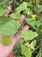 Gossypium davidsonii