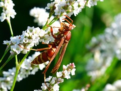 Polistes bellicosus