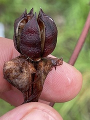 Gossypium davidsonii