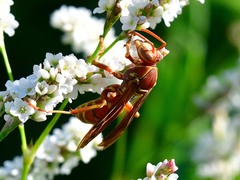 Polistes bellicosus