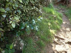 Griselinia littoralis