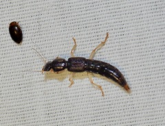 Pinophilus