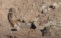 Athene cunicularia hypugaea