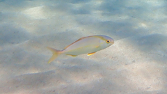 Seriola dumerili