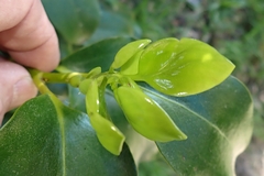 Griselinia littoralis