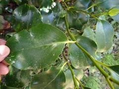 Griselinia littoralis