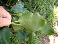 Griselinia littoralis