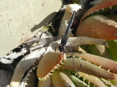 Diplacodes lefebvrii