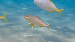 Seriola dumerili