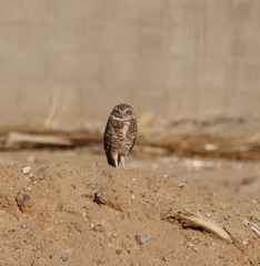 Athene cunicularia hypugaea