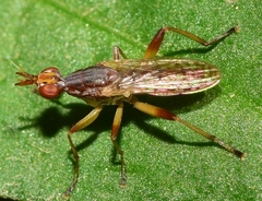 Dichetophora obliterata
