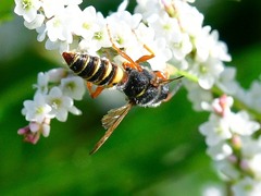 Cerceris bicornuta