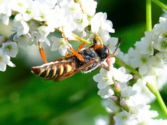 Cerceris bicornuta