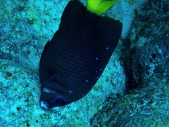 Microspathodon chrysurus