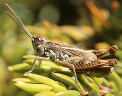 Chorthippus corsicus corsicus