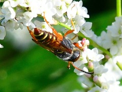 Cerceris bicornuta