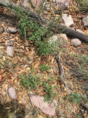 Trichostema arizonicum