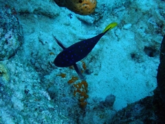 Microspathodon chrysurus