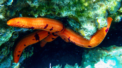 Ophidiaster ophidianus