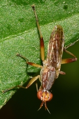 Dichetophora obliterata