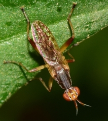 Dichetophora obliterata