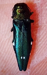 Agrilus biguttatus
