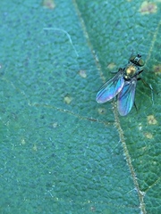 Chrysotus
