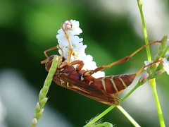 Polistes bellicosus
